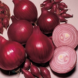 Sweet, spicy, and moderately spicy purple onions and their varieties