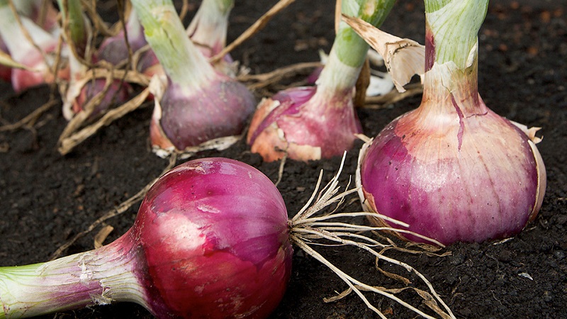 Sweet, spicy, and moderately spicy purple onions and their varieties