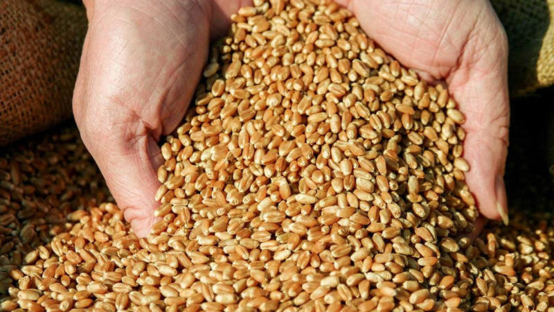 What is feed wheat and where is it used