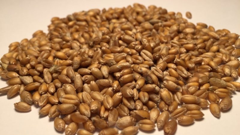 What is feed wheat and where is it used