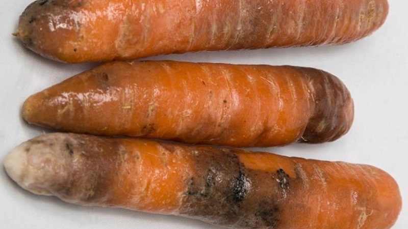 What to do if carrots rot during storage and why it happens