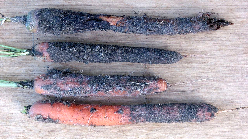 What to do if carrots rot during storage and why it happens