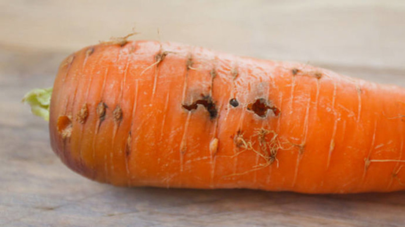 What to do if carrots rot during storage and why it happens