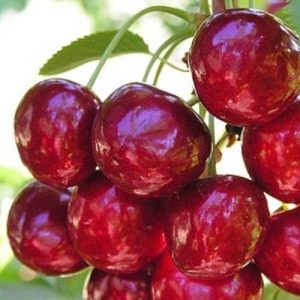 Review of the best winter-hardy sweet cherry varieties and criteria for their selection