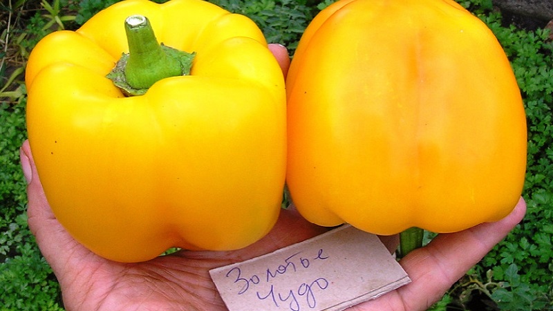 Characteristics and description of varieties of yellow pepper