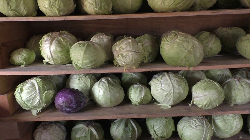 Proven ways to store early cabbage until spring