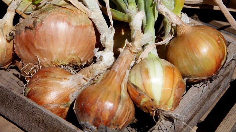 Instructions for choosing a variety and planting Dutch onions for the winter