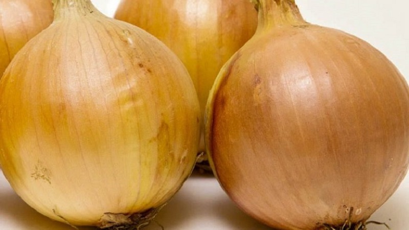 Instructions for choosing a variety and planting Dutch onions for the winter