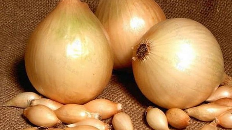 Instructions for choosing a variety and planting Dutch onions for the winter