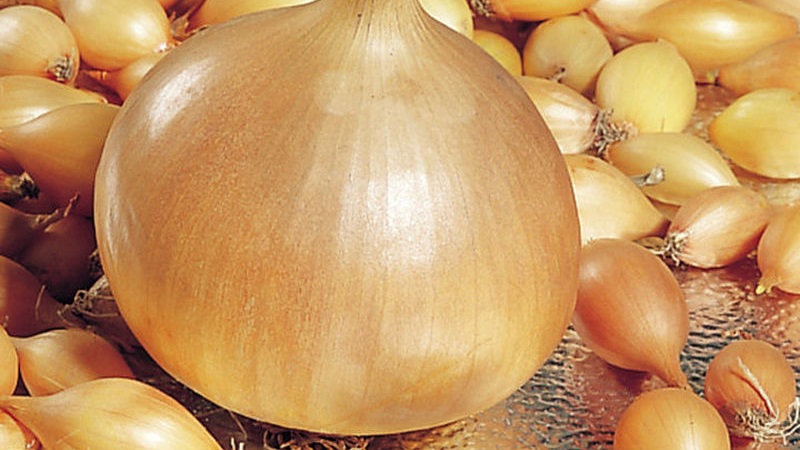 Instructions for choosing a variety and planting Dutch onions for the winter