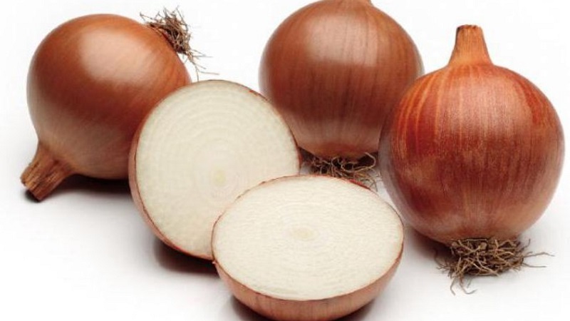 Instructions for choosing a variety and planting Dutch onions for the winter