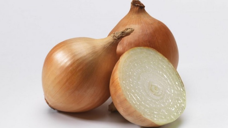 Instructions for choosing a variety and planting Dutch onions for the winter