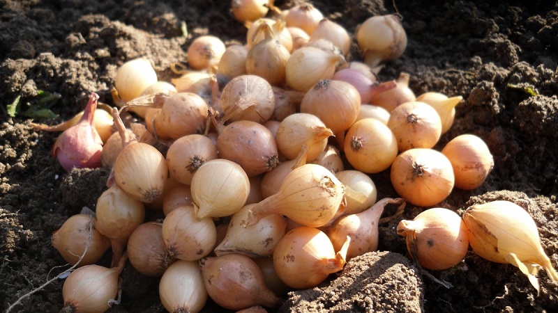 Instructions for choosing a variety and planting Dutch onions for the winter