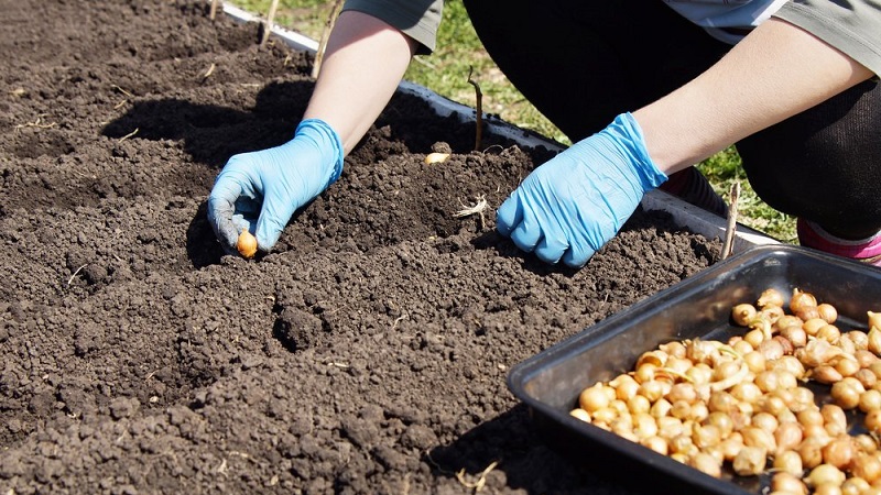 Instructions for choosing a variety and planting Dutch onions for the winter