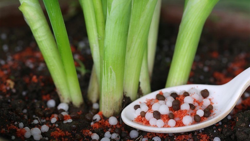 Instructions for choosing a variety and planting Dutch onions for the winter