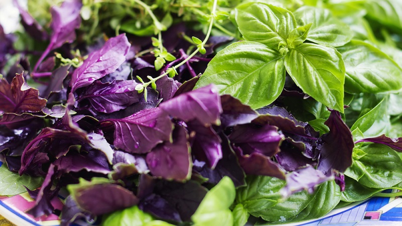 How to prepare and take basil weight loss products