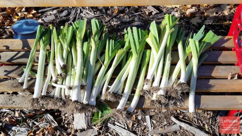 How to properly store leeks after harvest