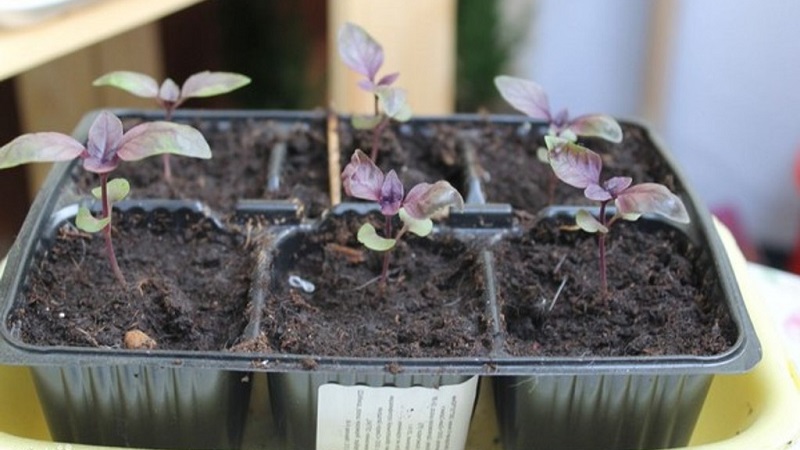 How and when to sow basil for seedlings - terms, conditions and rules