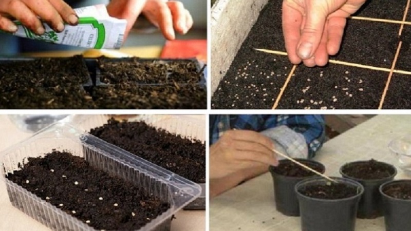 How and when to sow basil for seedlings - terms, conditions and rules