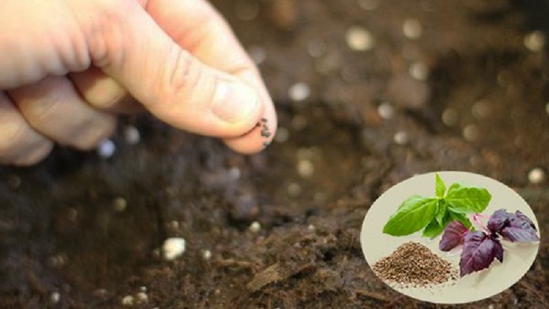 How and when to sow basil for seedlings - terms, conditions and rules