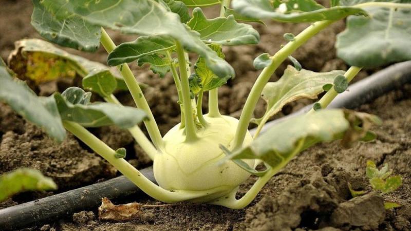 What is the name of the cabbage that looks like turnip