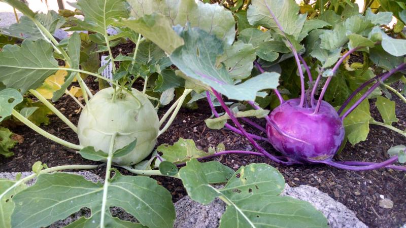 What is the name of the cabbage that looks like turnip