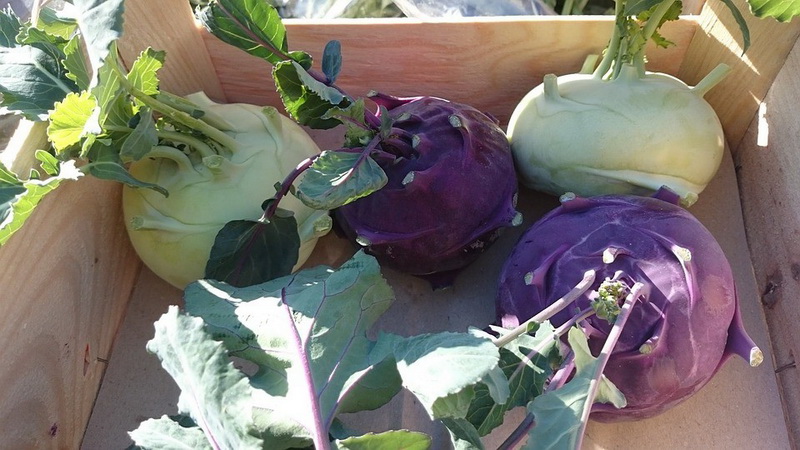 What is the name of the cabbage that looks like turnip