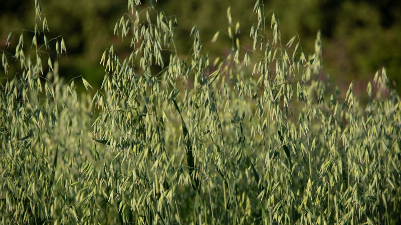How to prepare oat seeds for sowing, plant them correctly and grow a rich harvest