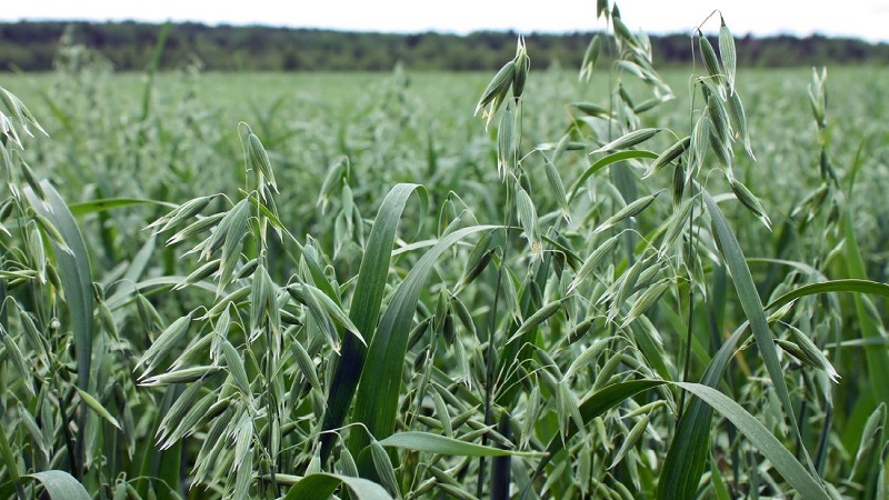 How to prepare oat seeds for sowing, plant them correctly and grow a rich harvest