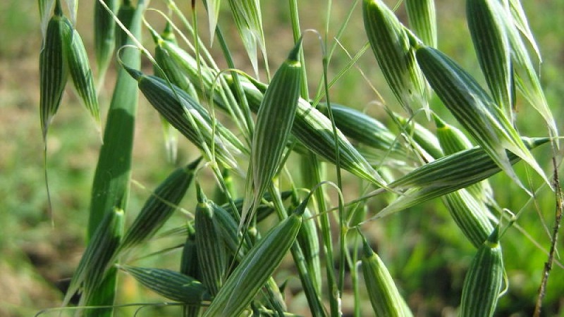 How to prepare oat seeds for sowing, plant them correctly and grow a rich harvest