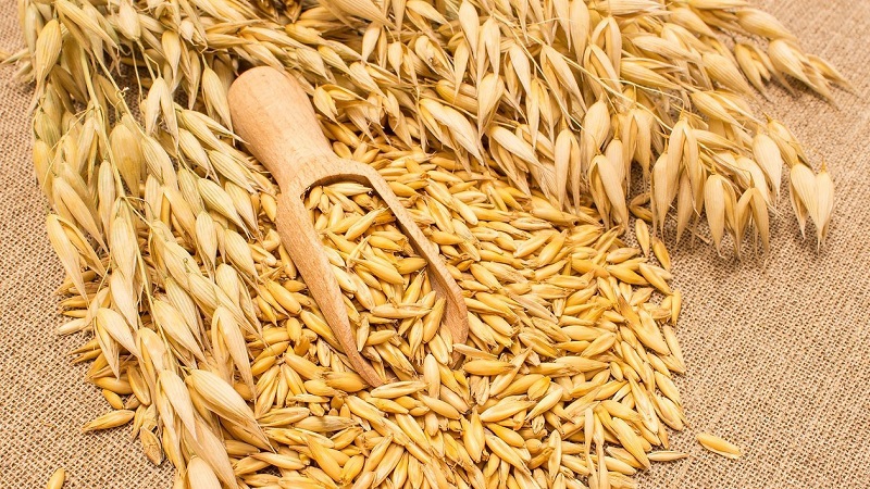 How to prepare oat seeds for sowing, plant them correctly and grow a rich harvest