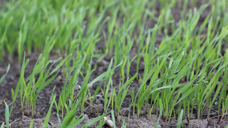 How to prepare oat seeds for sowing, plant them correctly and grow a rich harvest