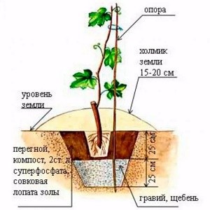 How to plant grapes in autumn with cuttings