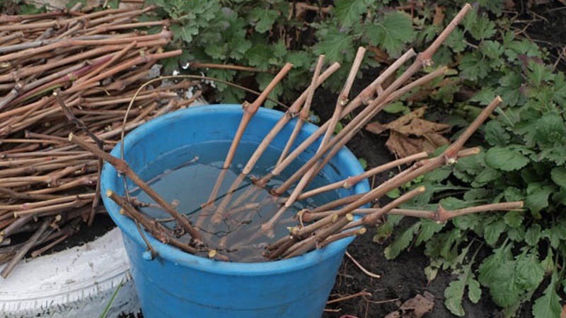 How to plant grapes in autumn with cuttings