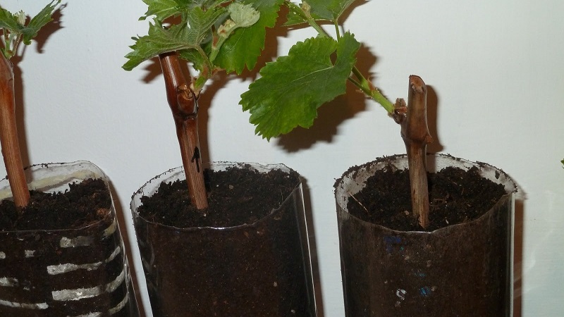 How to plant grapes in autumn with cuttings