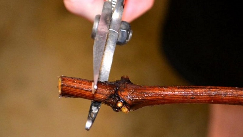 How to plant grapes in autumn with cuttings