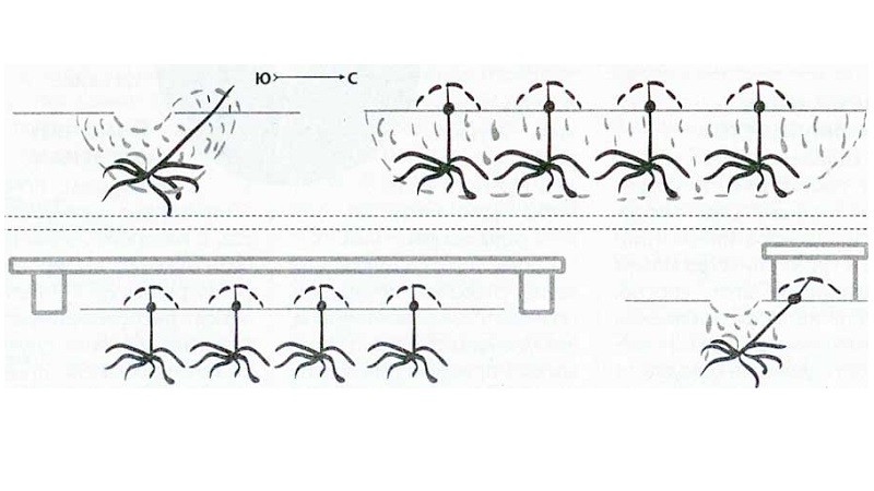 How to plant grapes in autumn with cuttings