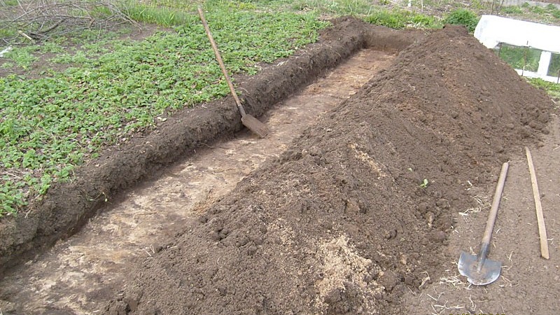 How to plant grapes in autumn with cuttings