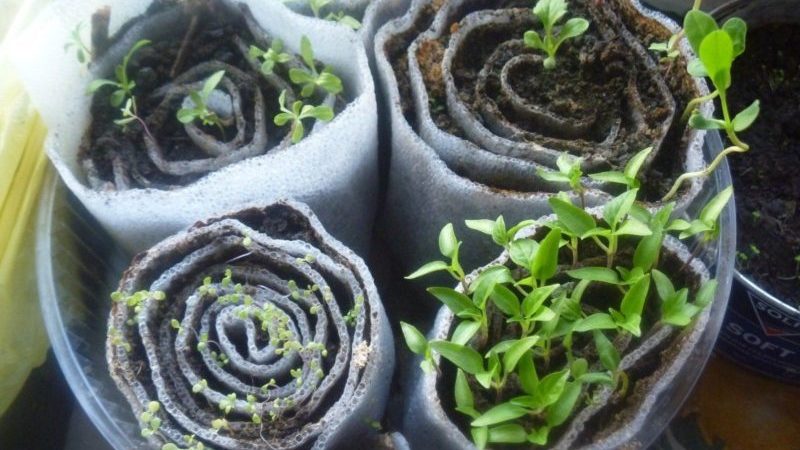How to germinate basil seedlings in a snail correctly