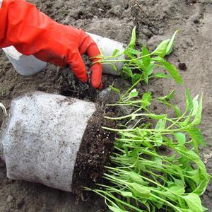 How to properly plant and grow cabbage seedlings at home