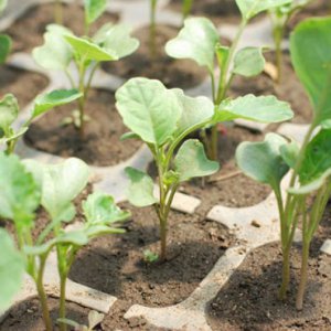How to properly plant and grow cabbage seedlings at home