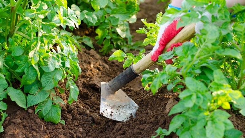 How to plant potatoes correctly, a description of the best ways to sow potatoes