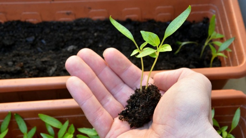 How to dive pepper seedlings: a step-by-step guide and useful recommendations