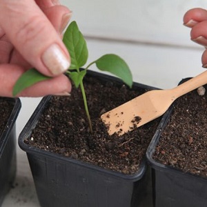 How to dive pepper seedlings: a step-by-step guide and useful recommendations