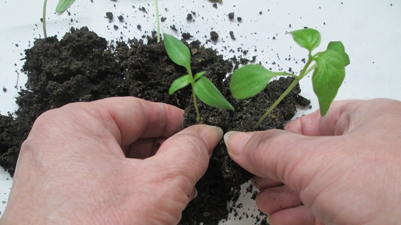 How to dive pepper seedlings: a step-by-step guide and useful recommendations