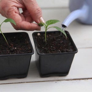 How to dive pepper seedlings: a step-by-step guide and useful recommendations