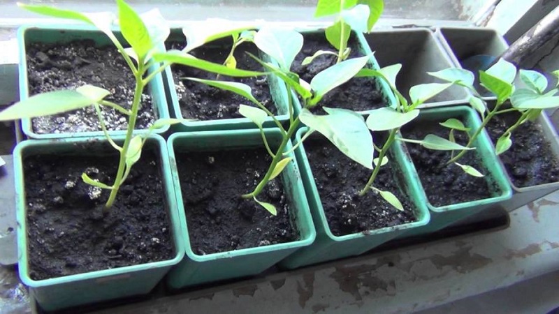 How to dive pepper seedlings: a step-by-step guide and useful recommendations