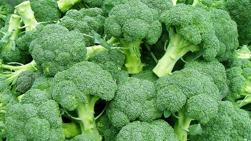 Step-by-step guide on how to grow broccoli at home correctly