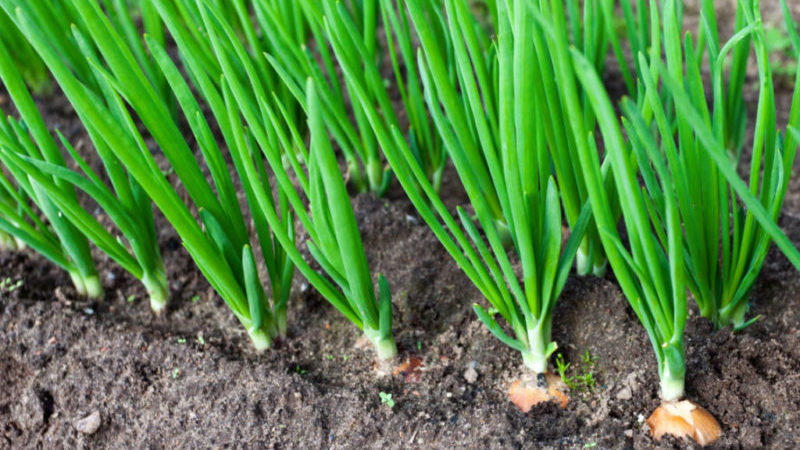 Detailed instructions: how to grow onions from A to Z