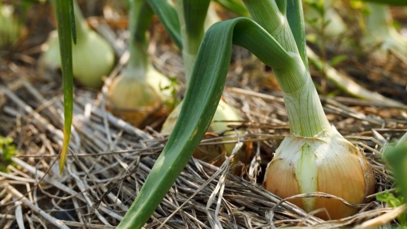 Detailed instructions: how to grow onions from A to Z